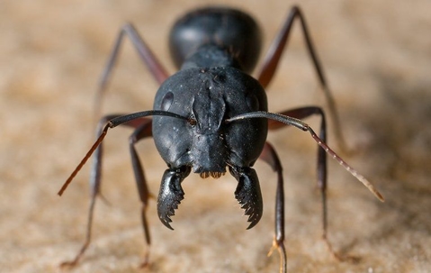 ant up close