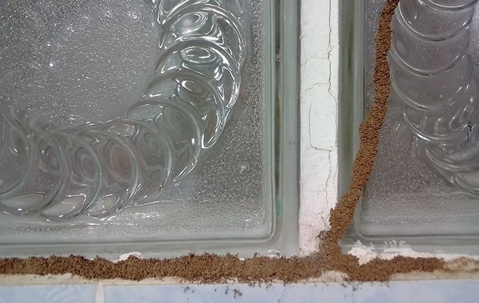 termite mud tubes leading from a window into a home