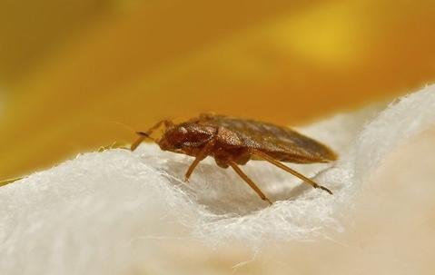 bed bug on fabric