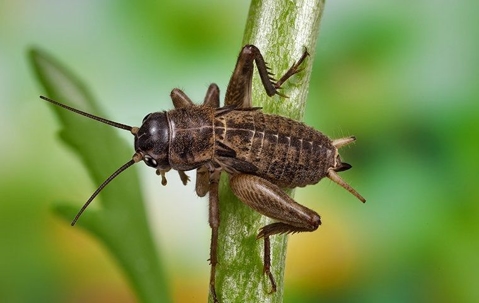 cricket on a stem of grass