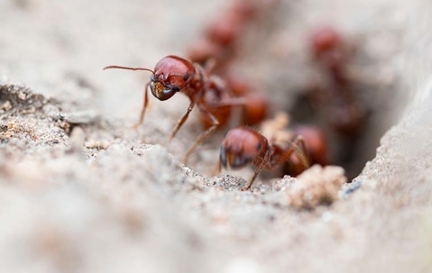 ants coming out of their nest