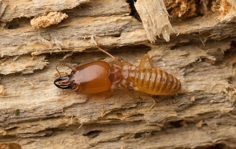 termite on a wood board