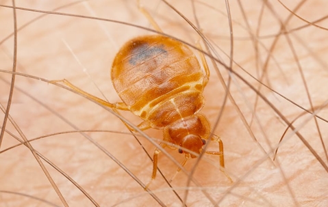 bed bug on someone's leg