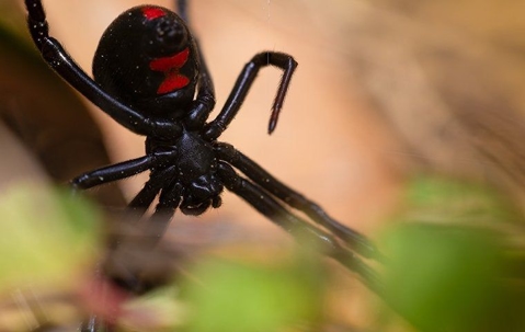 black widow spider