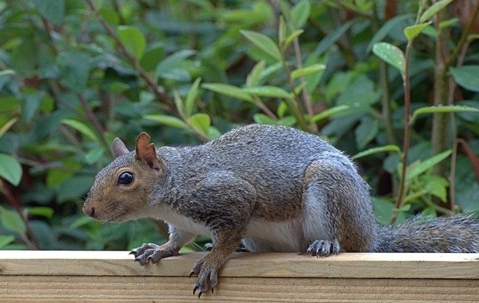 squirrel on a fence