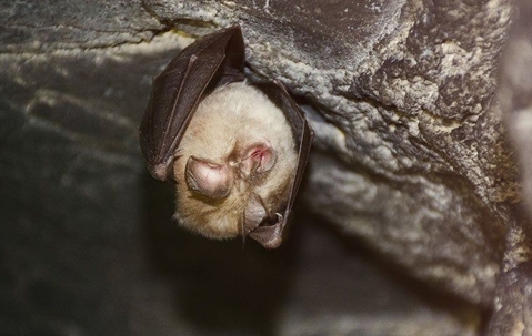 bat hanging upside down