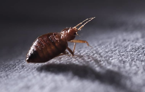 bed bug  up close on fabric