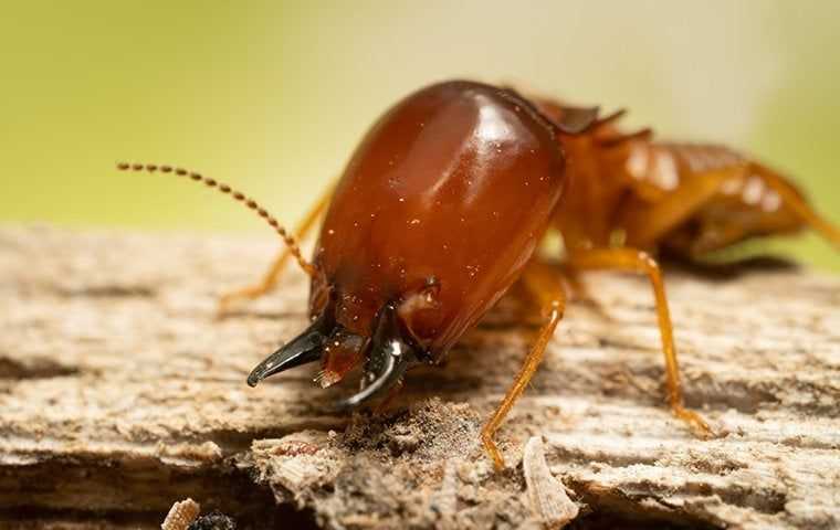 Termite Control