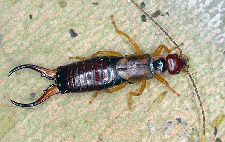 Earwigs