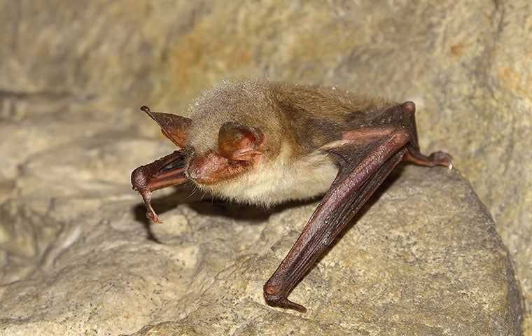Bat Removal & Exclusion