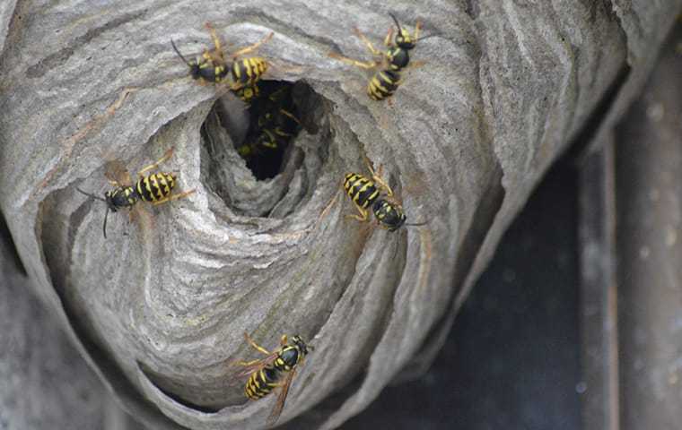 Yellow Jacket Baiting & Removal