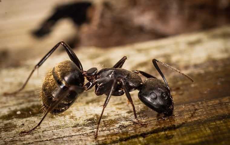 Ants